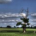 Oak Tree, Middle Claydon
