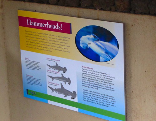 know your hammerheads!