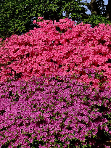 Missouri Botanical ("Shaw's") Garden, in Saint Louis, Missouri, USA - Evergreen azalea 2