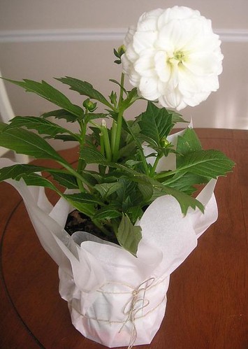 Potted plant wrapped example