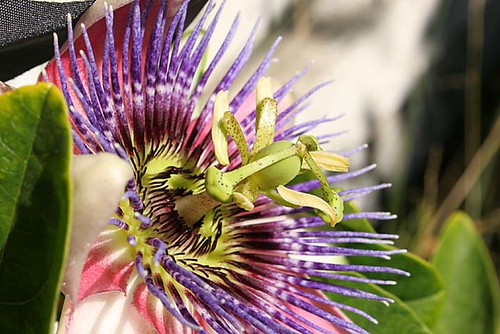 Passionflower, in color