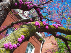 Old North is blooming (by: Claire Nowak-Boyd)