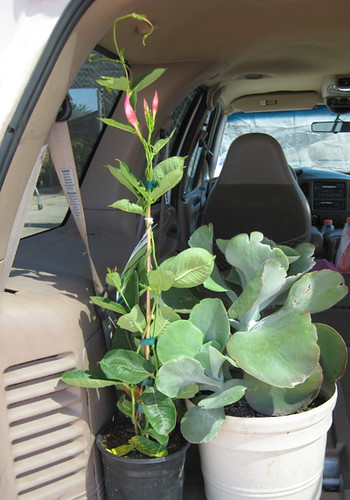 More Plants in the Backseat