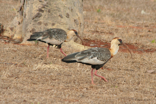Srie com Curicacas-comuns - (Theristicus caudatus) Buff-necked ibis - Bandurria Bandurria Comn Tutachi 69 18-10-07 672 by Flvio Cruvinel Brando