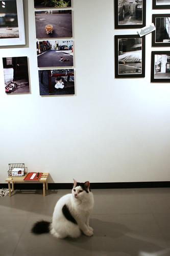 exhibition "町猫 - TOWN CATS"