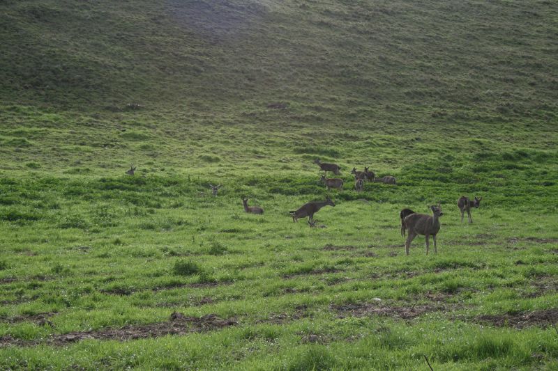 Deer grazing
