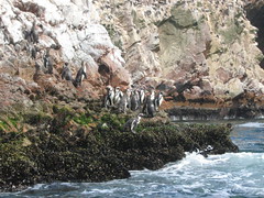 Penguins at Islas Ballestas