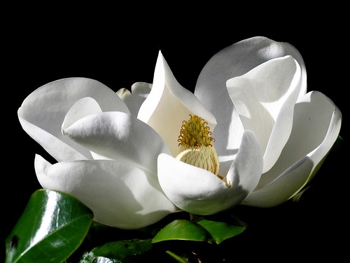 southern magnolia tree flower. Known as the Southern Magnolia