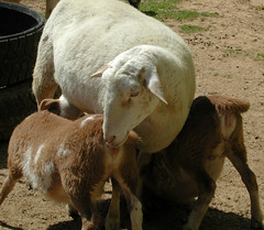 Nursing lambs