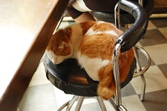 cat on a chair