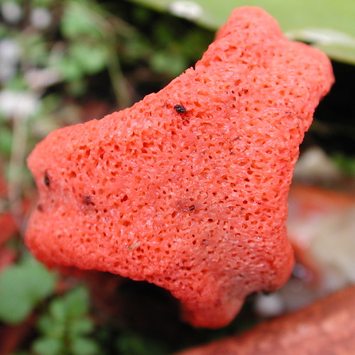 Spongy Texture