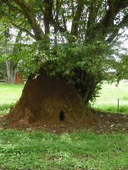 Château de termites