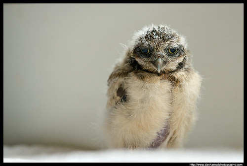 Burrowing Owl Chick 1