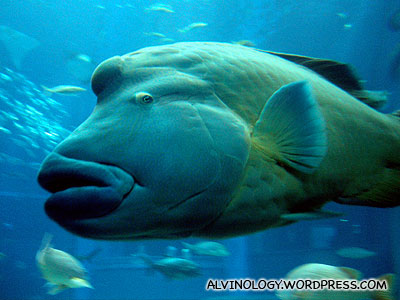 Giant luohan fish