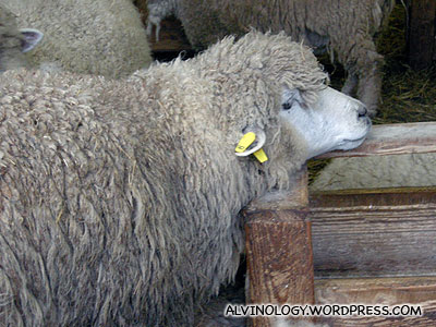 A lazy sheep that hung its head on the ledge to stay awake