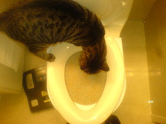 toilet training kitties.