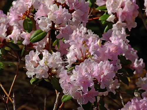Missouri Botanical ("Shaw's") Garden, in Saint Louis, Missouri, USA - Rhododendron