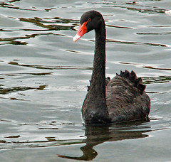 Black swan on Windermere