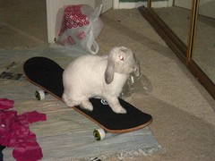 Ocha on a skateboard