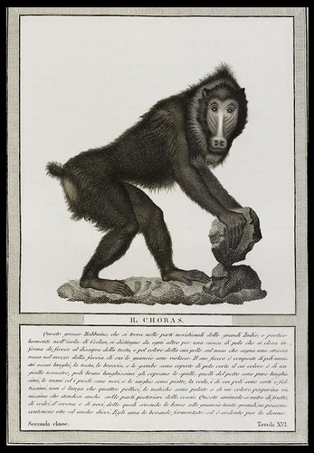 Baron Von Nicolas Henri Jacob - Storia Naturale Delle Scimie 1812
