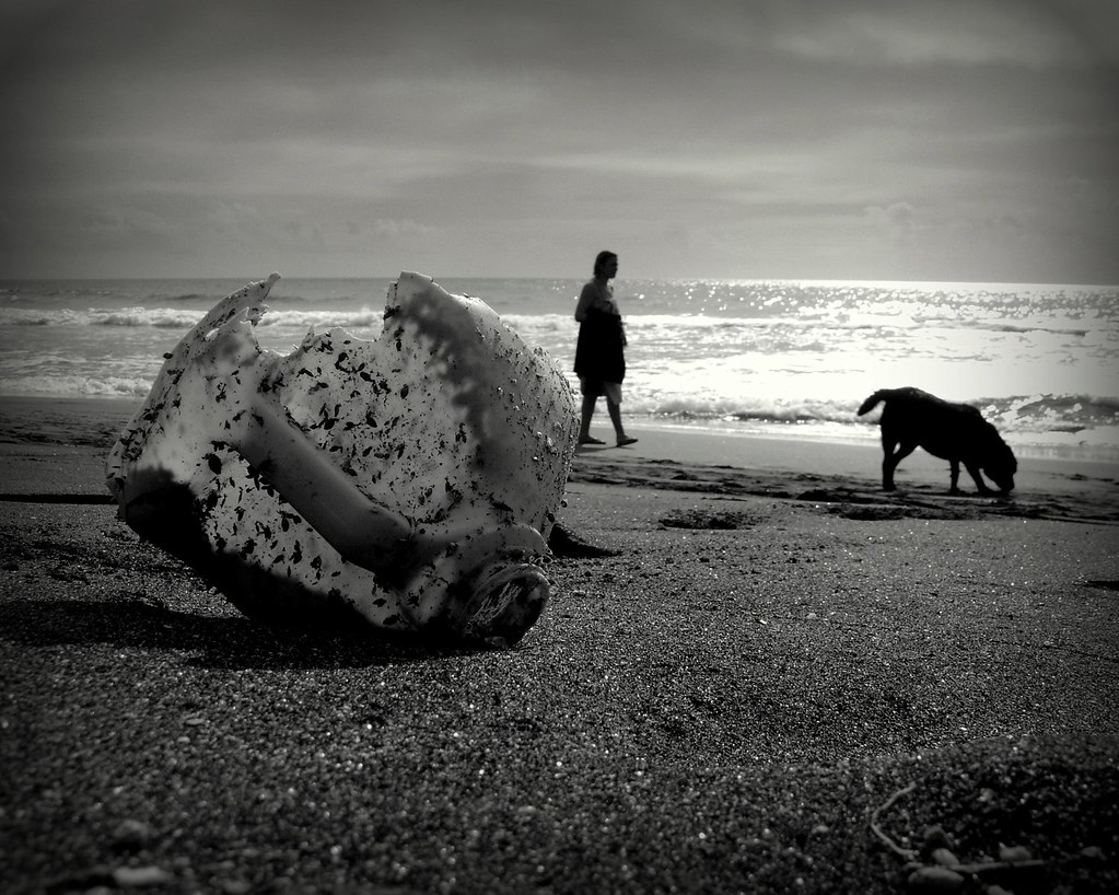 dog in the beach II