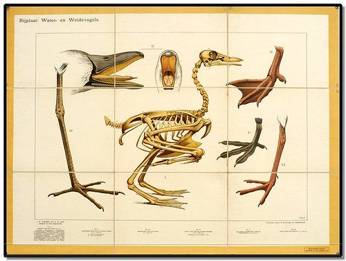 Duck - Zoological Wallcharts 1900-1950