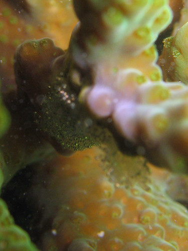 Fish eggs on an Acopora coral (closeup)