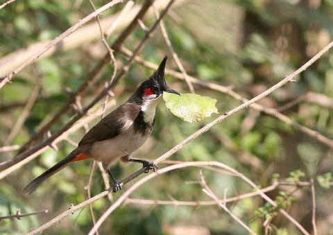 red-whiskered bulbul with leaf