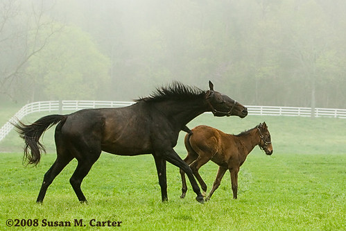 Dam and foal by smcarterphotos.