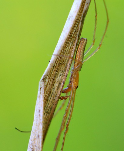 Long-jawed Orb Weaver Spider (genus Tetragnatha, species?)