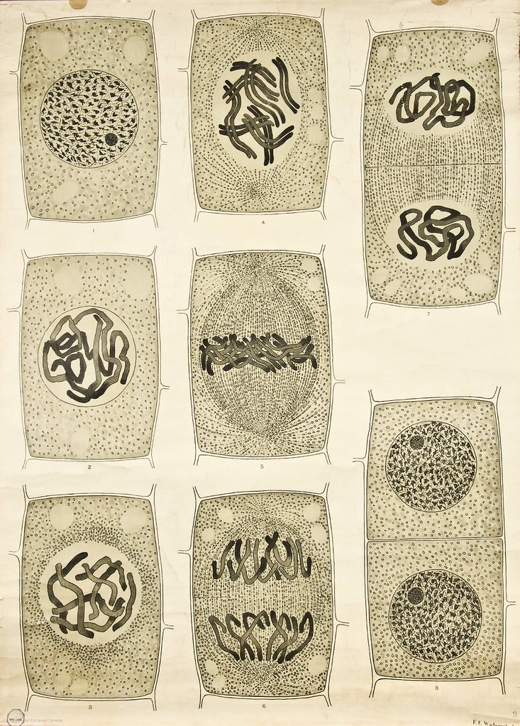 Visualising the Cell Nucleus -- Anatomia Vegetal 1929, pub. by FE Wachsmuth a