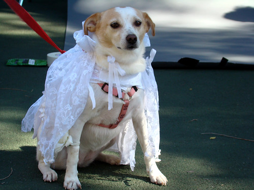 dog bride by istolethetv, on Flickr