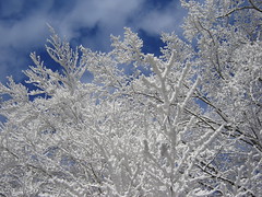 Winter Wonderland auf der Platte, Dezember 2007 (2)