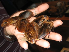 Cucarachas gigantes sobre una mano