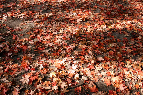 shades of fall
