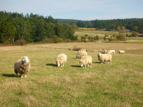 58-Davis Bay Road Sheep