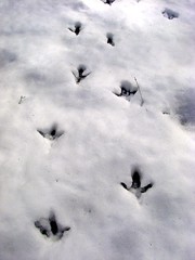 turkey tracks (or velociraptors???)