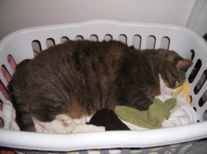 LB in Laundry Basket