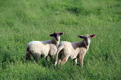 2 month old lambs