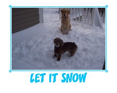 Cocoa & Sam & Snow