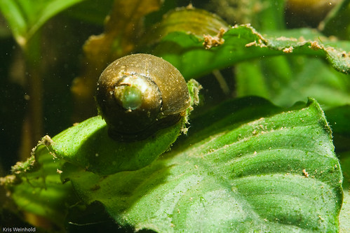 Olive Nerite Snail on Anubias