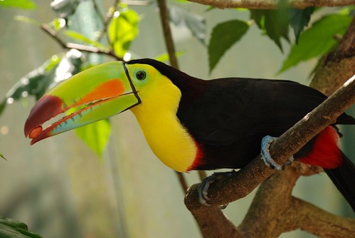 toucan eating a peanut