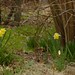 Narcissus pseudonarcissus | Wilde narcis - Wild daffodil