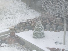 Spring Snow in Colorado