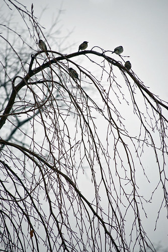 Five birds on a tree branch Prospect Park by jackie weisberg.
