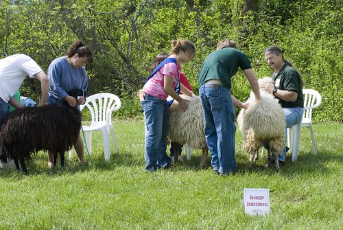 Youth judge a class of Karakul yearling ewes (image by Larry Fisher)