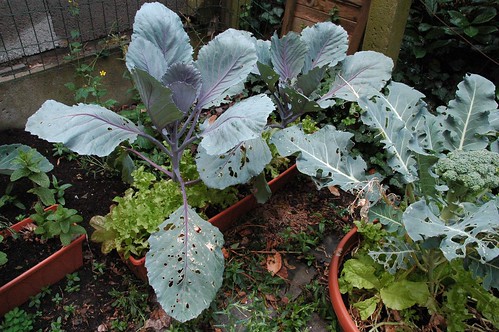 Cabbage, lettuce, broccoli