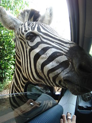 Zebra inside car