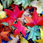 Red leaves/ 香山红叶
