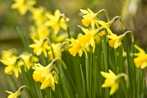 daffodils poem. Daffodils Poem Pictures
